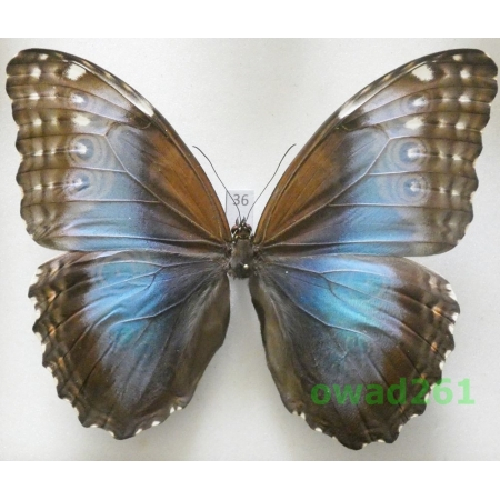 Morpho peleides Kollar, 1850 female Columbia 108mm36